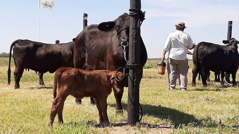 El kilo de carne podría llegar los dos mil pesos advierten productores ganaderos