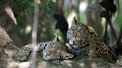 Día del Yaguareté: el felino más grande de nuestro país