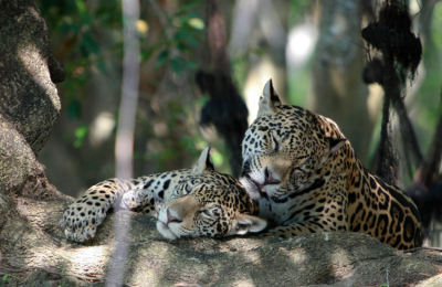 Día del Yaguareté: el felino más grande de nuestro país
