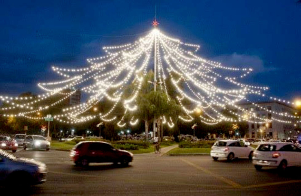 arbol sanluis.jpg