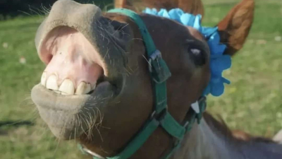 Insólito: robaron un caballo de la fundación protectora Libera Chaco