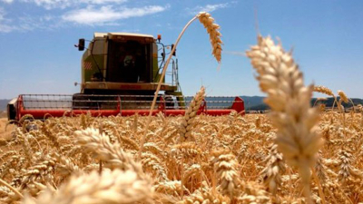 Massa considera que la proyección de la cosecha de trigo es "mucho mejor de la esperada", pese a la sequía