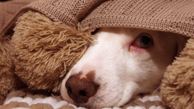 Se vivió una Navidad con pocos estruendos: festejan las mascotas