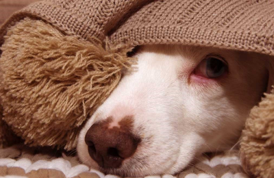 Se vivió una Navidad con pocos estruendos: festejan las mascotas