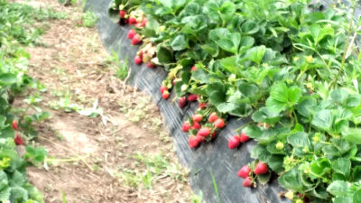 La frutilla chaqueña empieza a volar alto