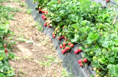 La frutilla chaqueña empieza a volar alto