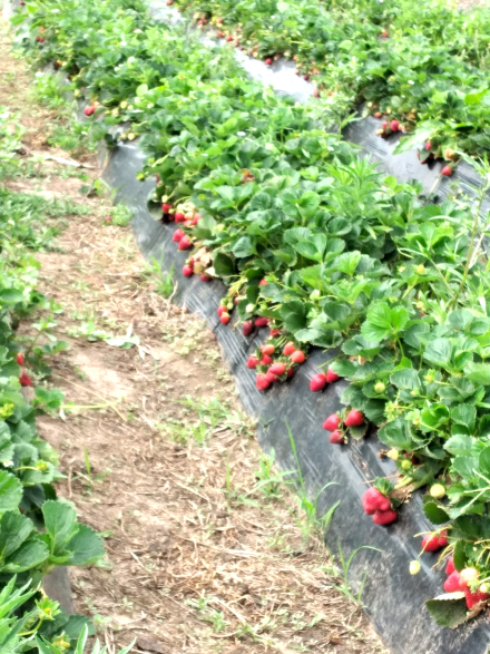 21-R-210-frutilla del Chaco (1).jpg