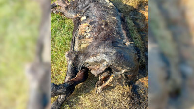 Aparición de cadáveres vacunos dispara una vez más la teoría del "chupacabras"