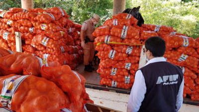 Exportaron 700 toneladas de ajo: no tenían personal y presentaron un terreno baldío