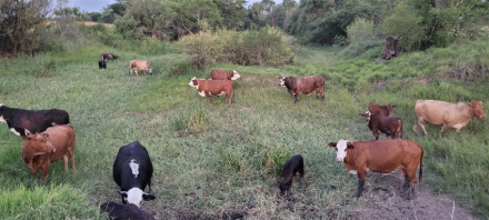 vacas.jpg