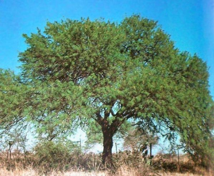 Algarrobo-Prosopis-Nigra.jpg