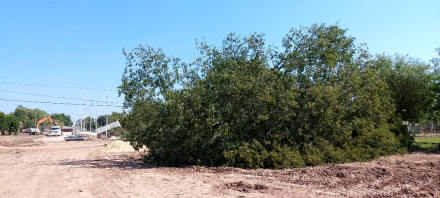 arbol timbo cortado.jfif