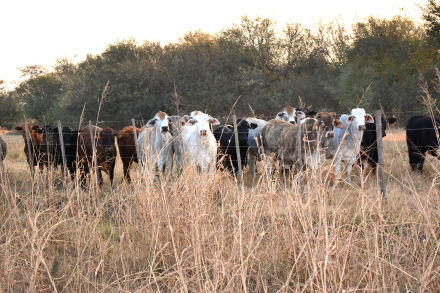 17-R-171-vacas flacas.jpg