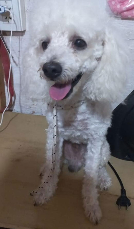 caniche.jpg