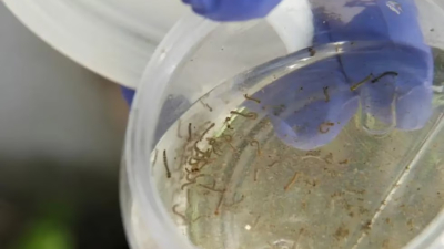 Salud confirma que en el Chaco circula un tercer serotipo de dengue