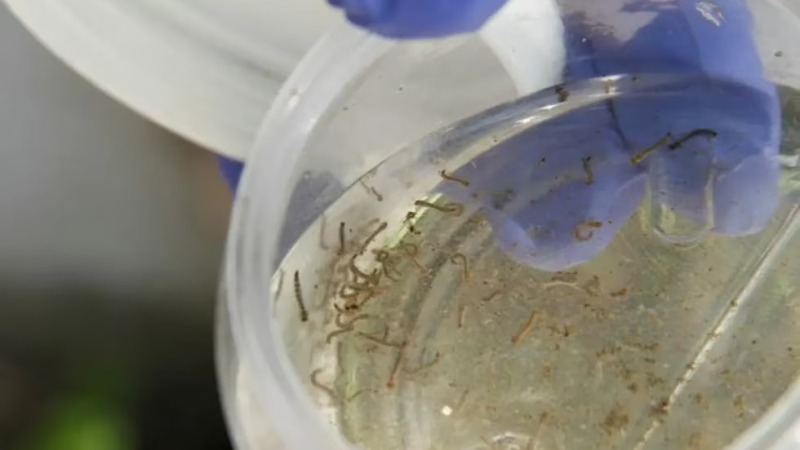 Salud confirma que en el Chaco circula un tercer serotipo de dengue