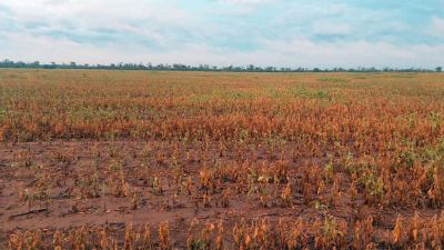 Sequía: las lluvias llegaron tarde en el oeste provincial