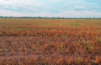 Sequía: las lluvias llegaron tarde en el oeste provincial