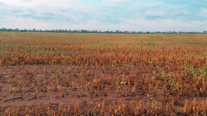Sequía: las lluvias llegaron tarde en el oeste provincial