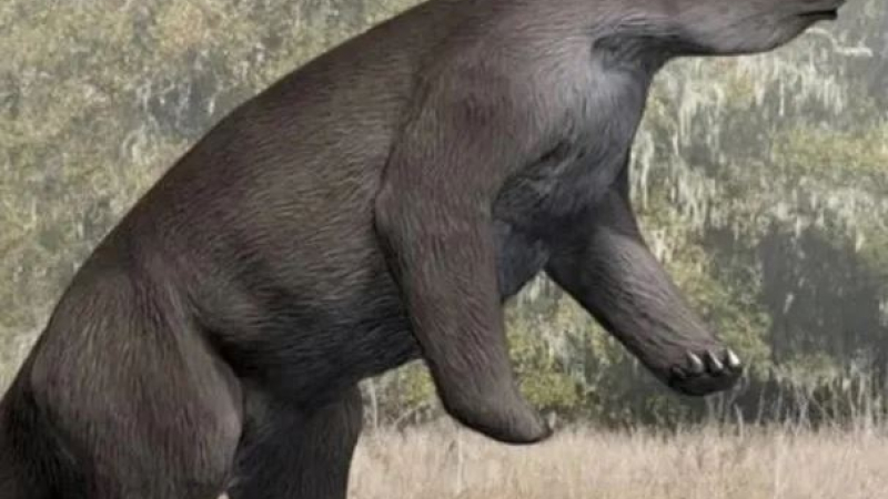 Encontraron restos de un perezoso americano en Mar Chiquita