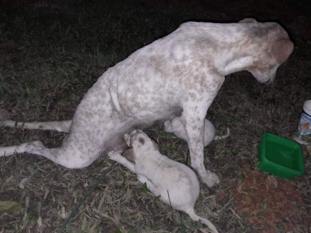 perrita atropellada 1.jfif