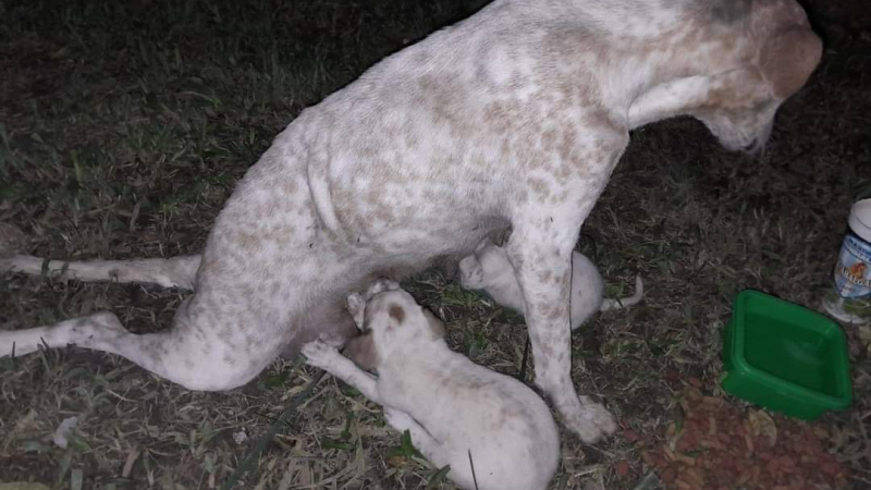 La atropellaron con sus cachorros, sobrevivió y ahora deben operarla