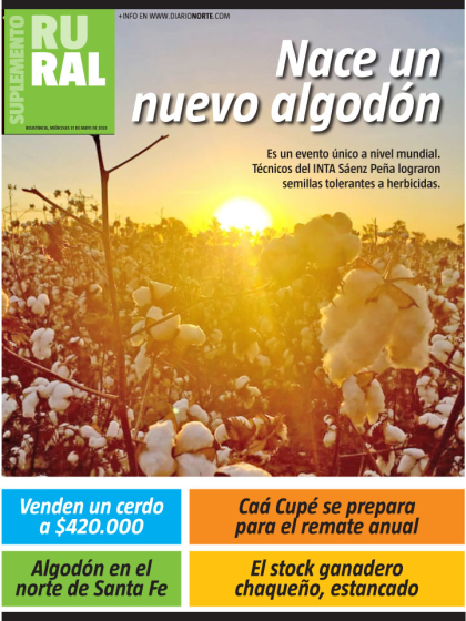Nace un nuevo algodón
