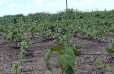El INTA Sáenz Peña logra semillas tolerantes a herbicidas