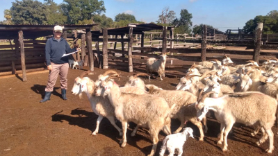 La historia detrás de una mujer rural: cría cabras y sueña con un tambo caprino