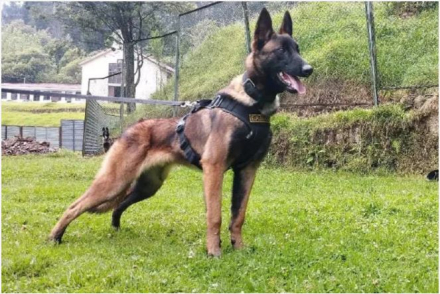 perro colombia 1.JPG