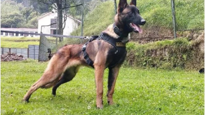 Qué se sabe de Wilson, el perro que desapareció tras el rescate a los niños en Colombia