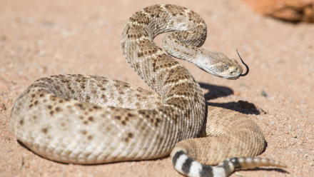 serpiente-de-cascabel-bebe-peligrosa-adulta.jpg