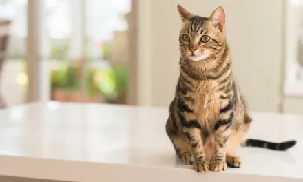 gato-comun-t.jpg.webp