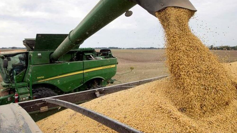 La producción de soja del norte santafesino cayó un 50%