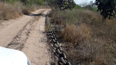 Asusta: en el Chaco se desmontarían 1000 hectáreas con cadenas