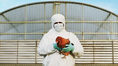 Argentina volvió a ser país libre de gripe aviar