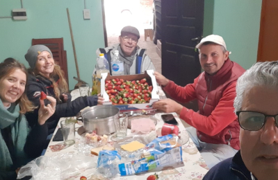 Se inició la cosecha de frutillas