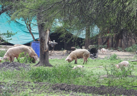 campo dos .JPG