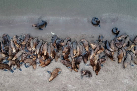 lobos marinos necochea.jpg
