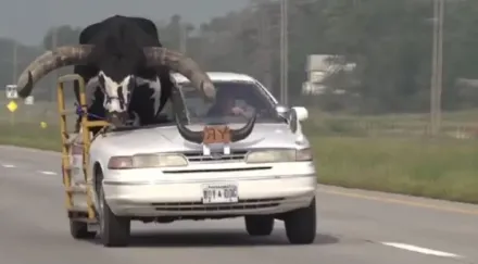 Detienen-a-un-hombre-por-llevar-a-un-gran-toro-en-el-asiento-de-copiloto-de-su-auto-800x445-1-760x420.webp