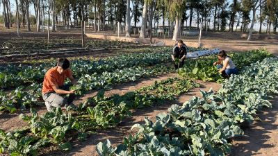 La huerta de la Uncaus provee verduras al comedor universitario