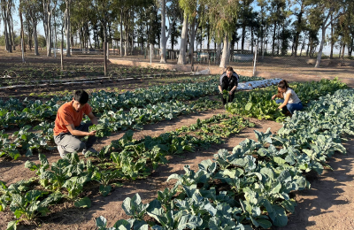 La huerta de la Uncaus provee verduras al comedor universitario