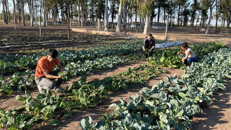 La huerta de la Uncaus provee verduras al comedor universitario