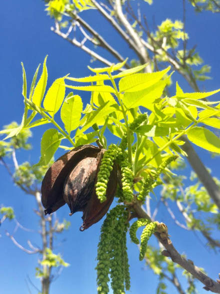 plantas de nuez pecan23.jpg