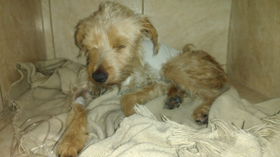 Campaña solidaria para ayudar a Rocco, un perrito comunitario