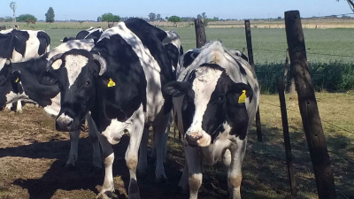 "Es posible producir leche en Chaco", dice el veterinario Pablo Marini