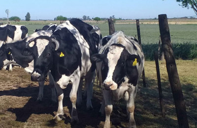 "Es posible producir leche en Chaco", dice el veterinario Pablo Marini