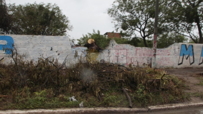 Lo que dejó el temporal: 50 árboles caídos en la ciudad