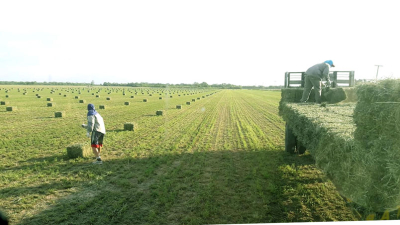 Sostener la producción de alfalfa en tiempos de crisis