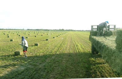 Sostener la producción de alfalfa en tiempos de crisis